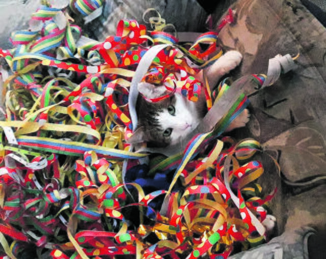 "Ein frohes neues Jahr!", wünscht Speedy aus Ahrensmoor | Foto: Fred Hückel