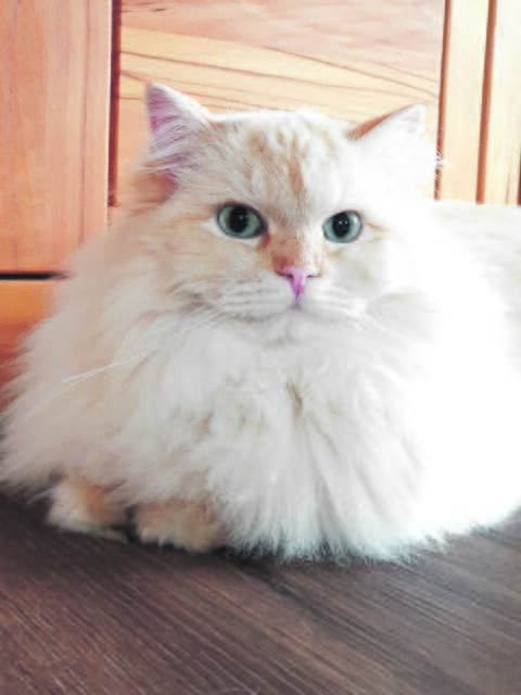 Tolle blaue Augen und ein traumhaftes Fell hat Jamie aus Brackel | Foto: Ramona Bischoff