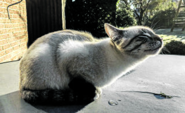 Joschi aus Jesteburg genießt die seltenen Sonnenstrahlen | Foto: Rene Schröder