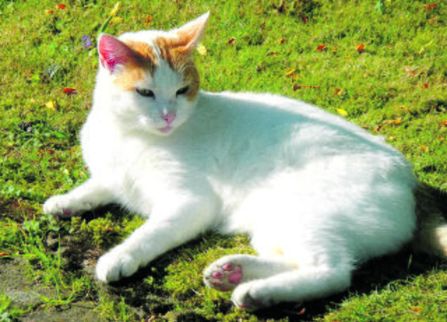 Ein Bad in der Sonne nimmt Hasi aus Fredenbeck | Foto: Klaus Joachim Böhn