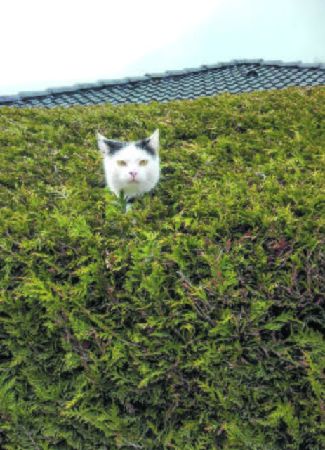 Hecken-Checker: Pelle aus Holm-Seppensen  | Foto: Jacaueline Henk