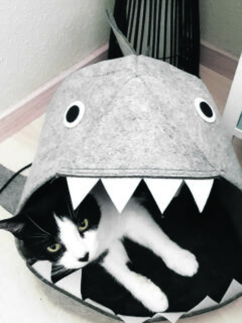 Die Hai-Höhle ist Filous Lieblingsplatz | Foto: Familie Boldt