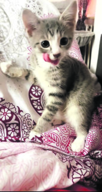 Schleckermäulchen Bibi aus Horneburg | Foto: Vivian Kindermann