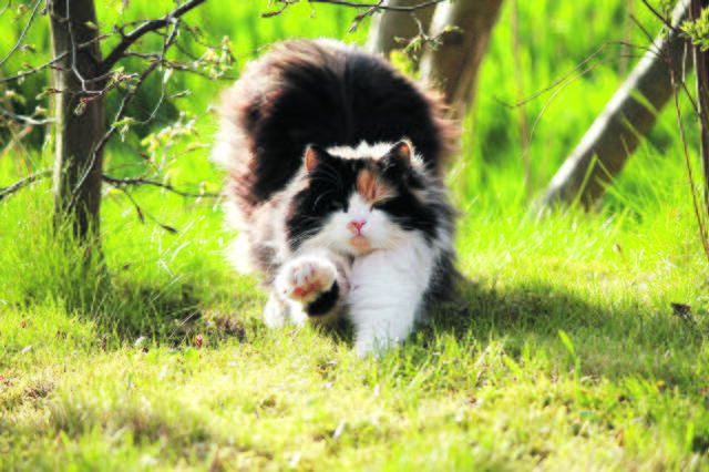 Pippa aus Marschacht bei der Morgengymnastik | Foto: Helga Kaiser