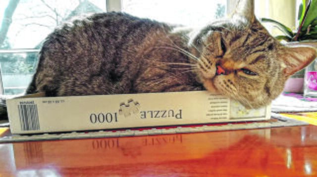 Platz ist auch im kleinsten Karton: Einstein aus Eyendorf im Puzzle-Deckel | Foto: Familie Mädge