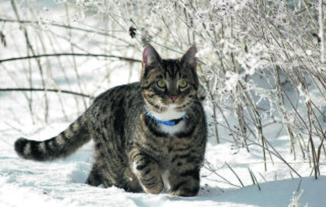 Pepper aus Helmste erkundet die Winterlandschaft | Foto: Anna Kracht