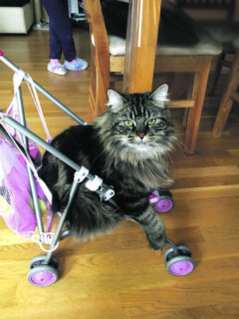 "Wann geht's endlich los?", scheint Woodstock aus Buchholz zu fragen | Foto: Nadine Wolfgang/Hannah Gelbke