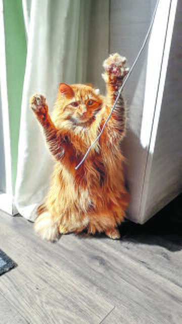 "Meins, meins!", freut sich Jerry aus Stade beim Spielen | Foto: Claudia Grabbe