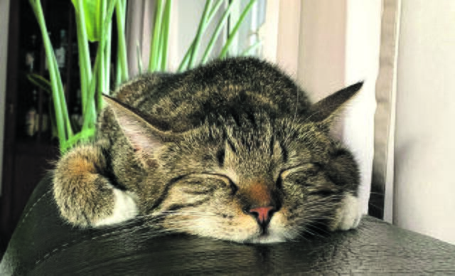 Tiefenentspannt ist Elmo aus Beckdorf | Foto: Silja Launspach