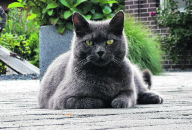 Elegant und wachsam liegt Frühstück aus Kutenholz auf der Terrasse | Foto: Ingmar Brose