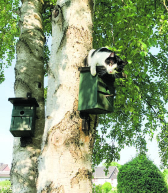 Jemand zuhause?" - Theo aus Drochtersen | Foto: Sabine Kilian