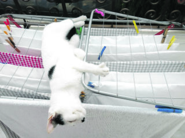 Fakir-like: Charlie aus Hechthausen relaxt auf dem Wäscheständer | Foto: Claudia Huhn