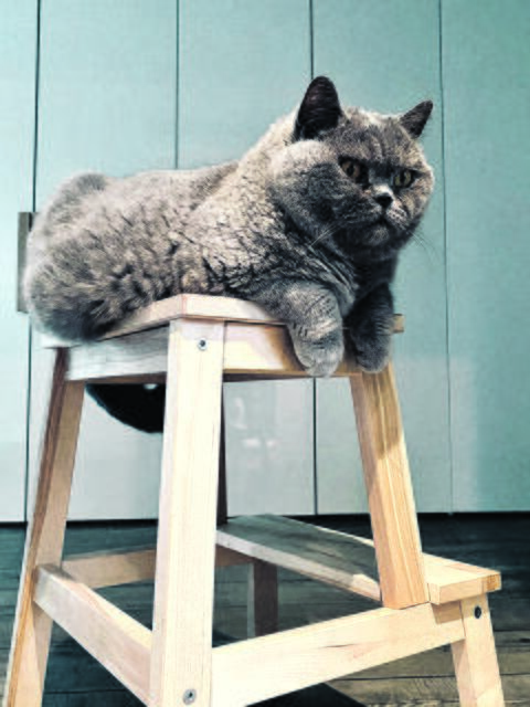 Ein echter Prachtkerl ist Ole aus Ashausen | Foto: Familie Hollmann