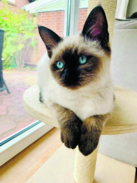 Perfektes Porträt von Mowgli aus Brackel | Foto: Stefanie Treu