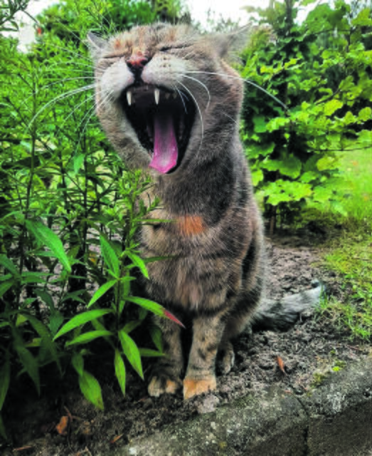 Kleiner Tiger: Mimi aus Jesteburg | Foto: Gaby Lohmann