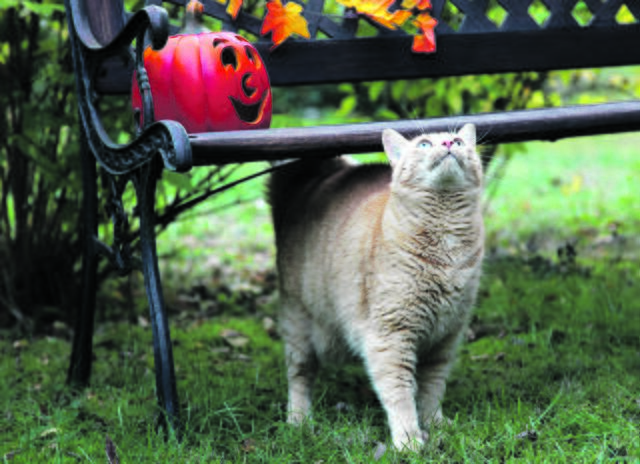 Maxi aus Handeloh m Herbstlaub | Foto: Jan Zwentzien