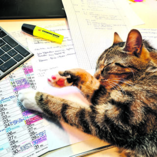 "Puh, Homeoffice macht ganz schön müde!", weiß Fritzi aus Buxtehude | Foto: Familie Liebl