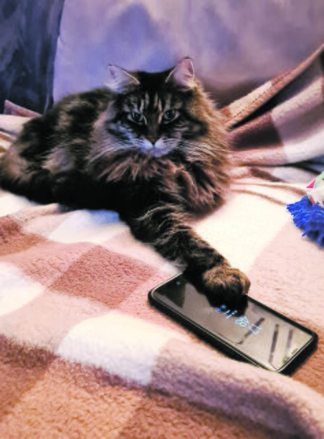 "Niemals ohne Handy" -  Monty aus Winsen  | Foto: Jens Zimmer