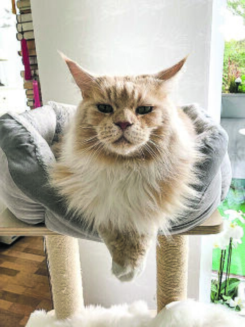 Seine Beine und Seele baumeln lässt Toni aus Bendestorf | Foto: Elke Brausendorf