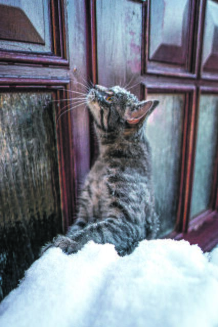 "Lasst mich endlich rein" - Minka aus Horneburg | Foto: Alex Marx