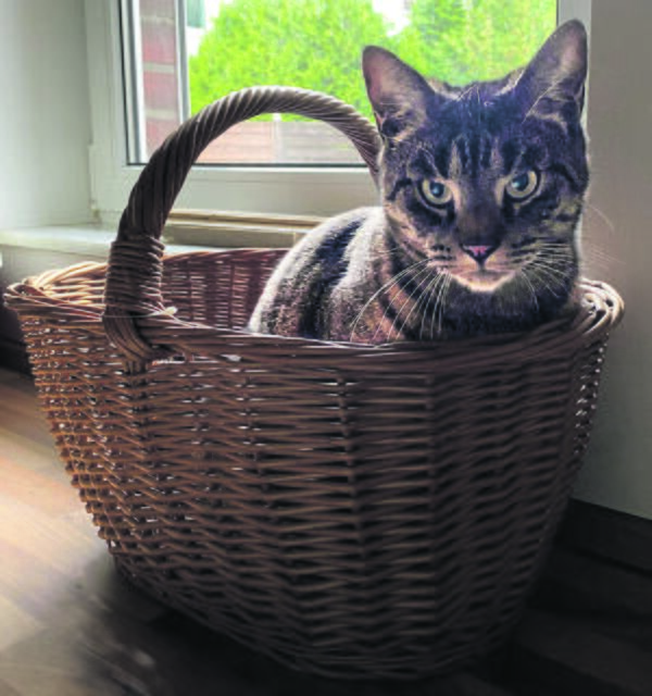 Ein Oskar (aus Marxen) im Korb | Foto: Marcel Ostendörfer_Jacqueline Schimanski