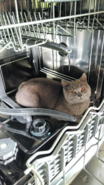 Ein warmes Plätzchen  - Carlo aus Fleestedt in der Spülmaschine | Foto: Mareike Witte