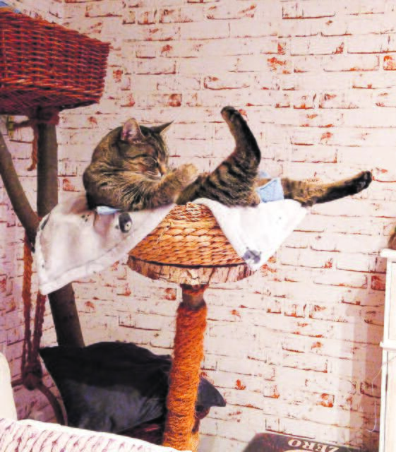 Biene aus Buchholz schlummert am liebsten in Rückenlage | Foto: Stephanie Marx