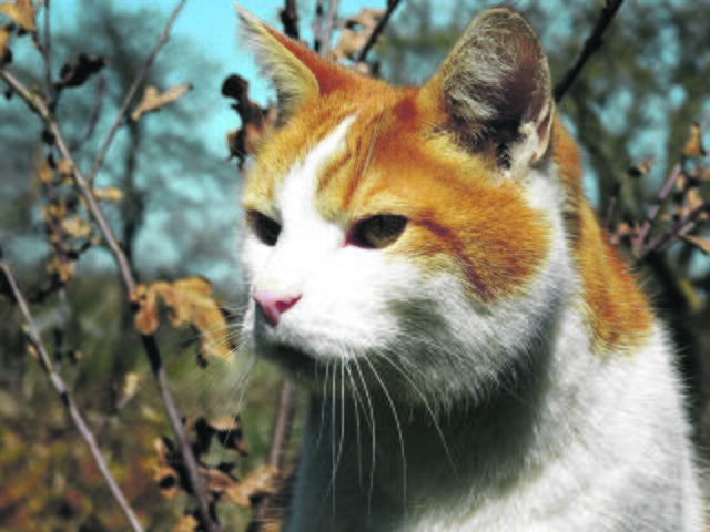 Gern unterwegs ist Garfield aus Stöckte | Foto: Susann Fascher