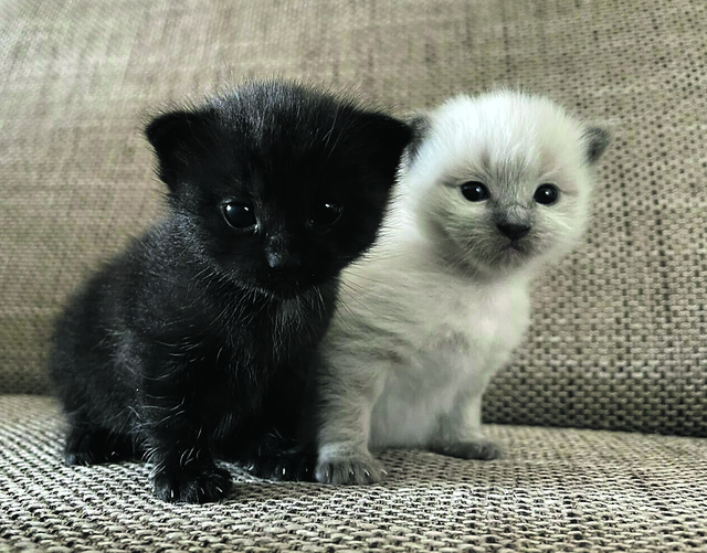 Motte und Willi aus Beckdorf entdecken neugierig die Welt | Foto: Manuela Stemmann