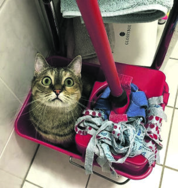 Eine große Hilfe beim Hausputz ist  Luna aus Buchholz | Foto: Jaclyn Haase