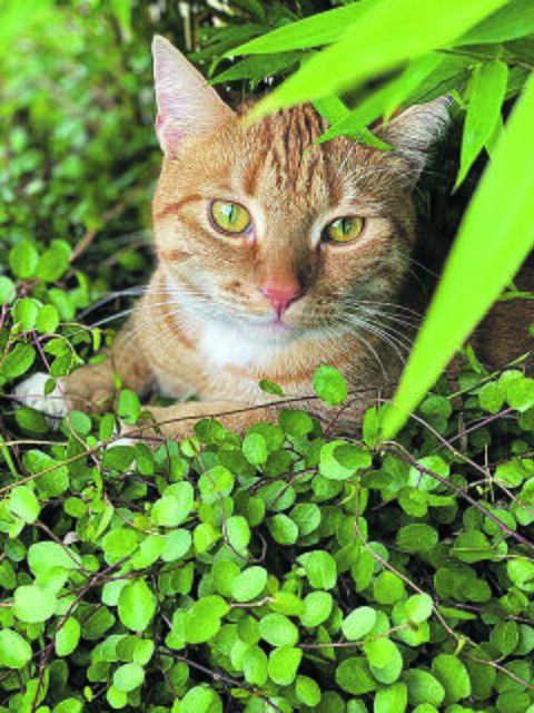Leo aus Langenrehm malerisch im Grün | Foto: Tina Meier