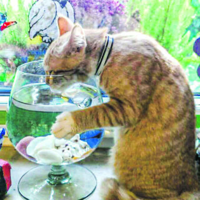 Großen Durst hat Woody aus Eckel | Foto: Familie Naujokat_Kaempfer