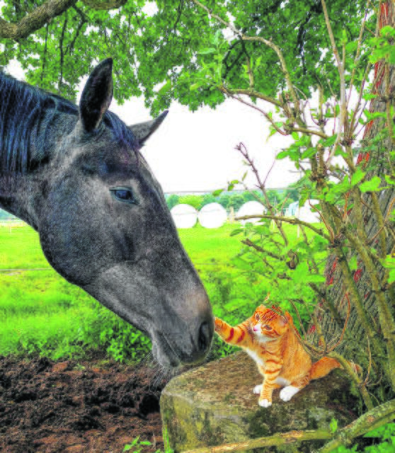 Freunde fürs Leben: Kater Franklin und Pferd Gracello aus Hechthausen | Foto: Katja_Anna_Doreen_Wick
