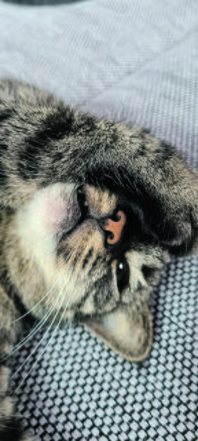 "Mach das Licht wieder aus, ich möchte noch weiterschlummern", schein Püppi aus Schierhorn mit dieser Geste zu sagen | Foto: Andrea Niehaus