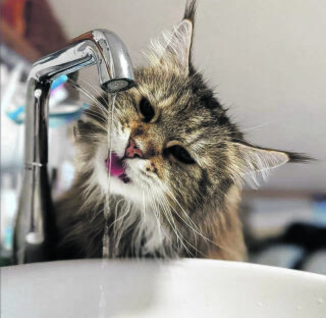 Malu aus Assel liebt es, aus dem Wasserhahn zu trinken | Foto: Fritzi Zühlsdorf