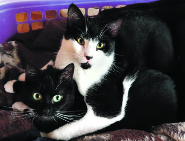 "Huch! Kann man denn nicht einmal beim Kuscheln seine Ruhe haben?"- Phoenix und Paradise aus Brest | Foto: Ulrike Jasmin Schulze