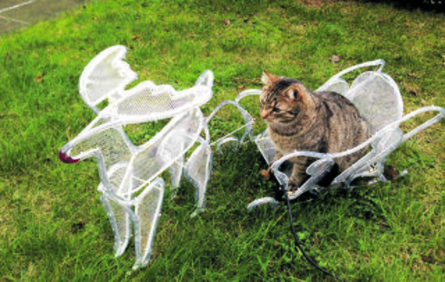 "Hüh, Rudolph, hüh!" - Rocky aus Jork im Rentierschlitten | Foto: Simone Bremer