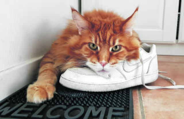 Sportlich unterwegs ist Nala aus Pattensen | Foto: Nina John