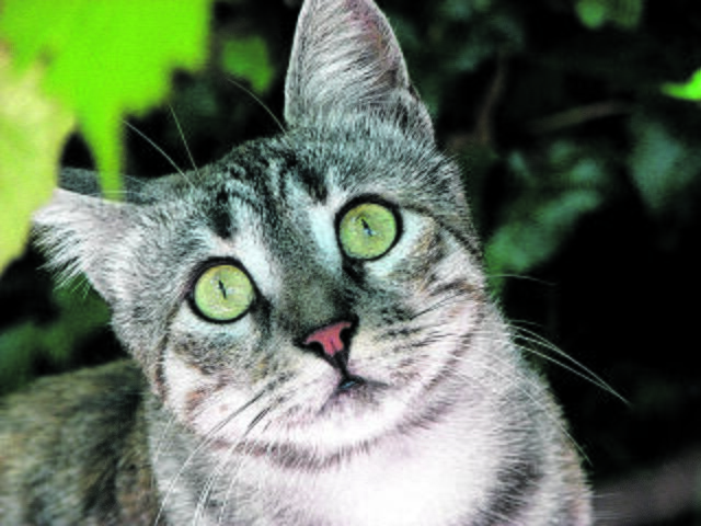 Tolles Porträt von Lilly aus Hanstedt | Foto: Sabine Hellmann