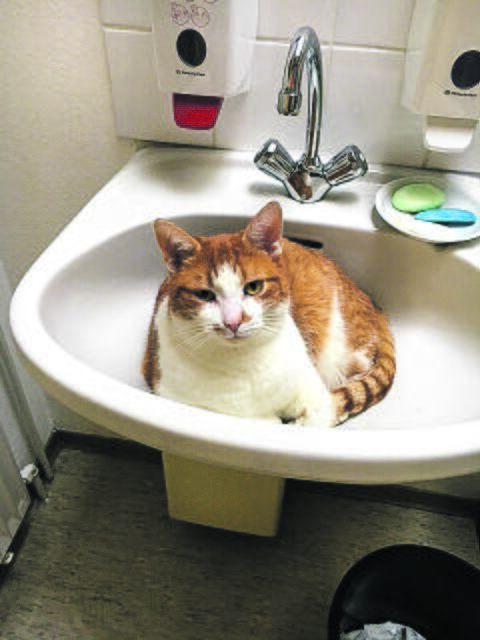 "Hier werden jetzt keine Hände gewaschen", denn Egon aus Dollern hat das Waschbecken besetzt | Foto: Harald Meier