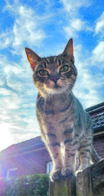 "Was machst du denn da untern?", scheint Mila aus Ahlerstedt den Fotografen zu fragen | Foto: Familie Stüven