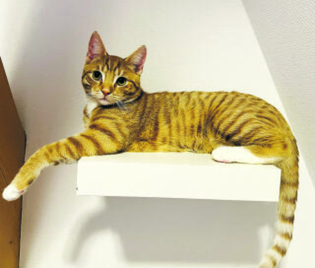 Bildschön - Kalli aus Borstel | Foto: Sylvana Kretchmer