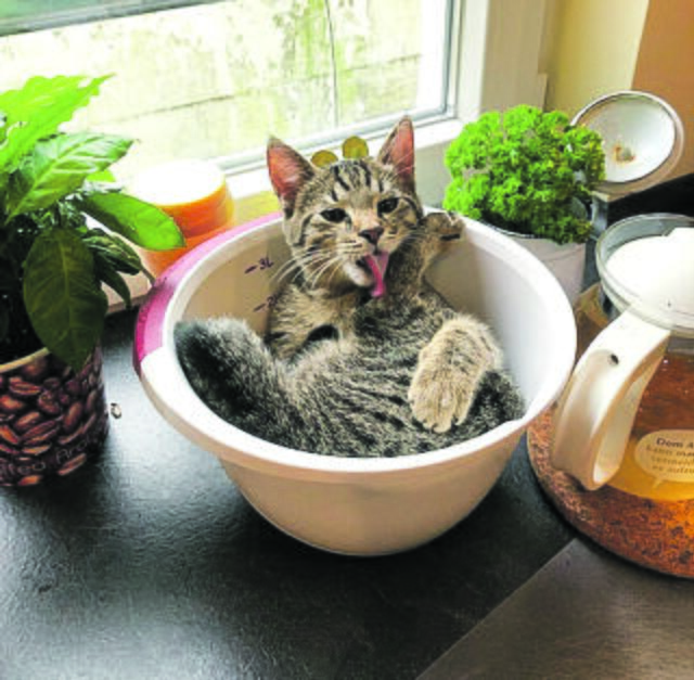 "Das war lecker" - genüsslich und zufrieden putzt sich Fips aus Jesteburg das Mäulchen | Foto: Kerstin von Estorf-Quad