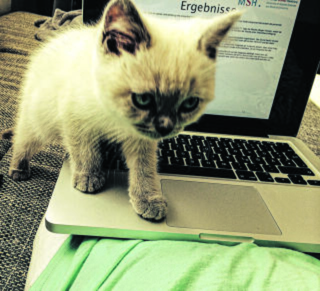 "Mach mal Pause, Frauchen!" - Blue aus Moisburg | Foto: Cindy Wehlen