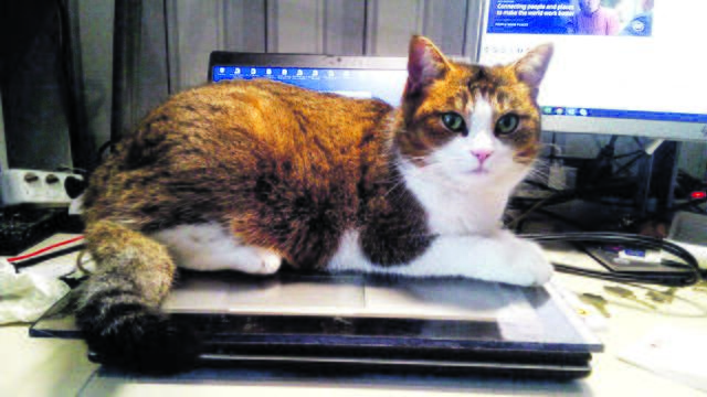 "Stop. Working. Now." - Amaira aus Fredenbeck auf Frauchens Laptop | Foto: Petra Göran_Teichmann