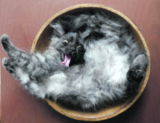 Eine Katze passt in jede noch so kleine Schale. Immer. Das zeigt Ami aus Buchholz | Foto: Anke Lindszus