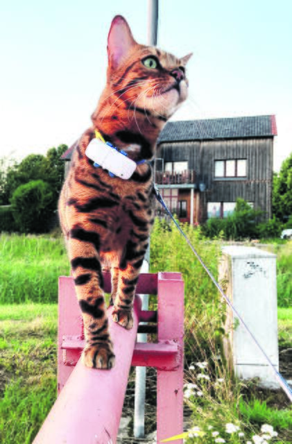 Hoch hinaus will Felix aus Tönnhausen | Foto: Cansu Demiray