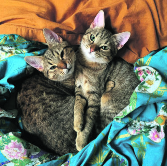 Ein Herz und eine Seele sind Emmi und Ronja aus Bendestorf | Foto: Ulrike Stiller