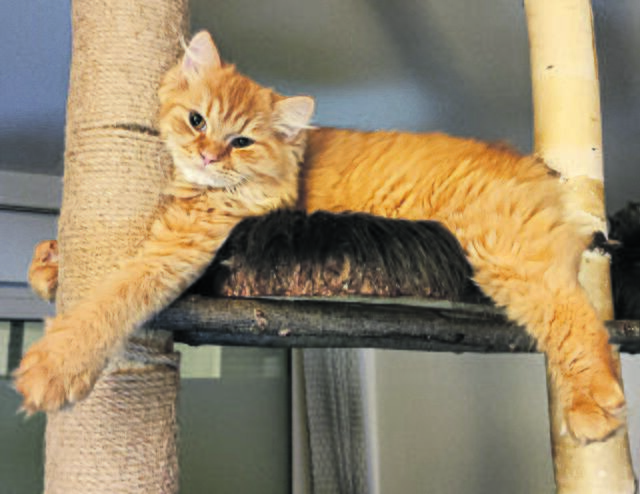 Crazy and lazy: Garfield 2.0 - Teddy aus Holm-Seppensen | Foto: Familie Fischer