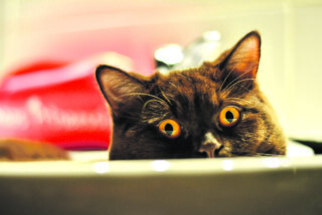 Bruno aus Luhdorf liebt es, sich zu verstecken | Foto: Uwe Heine